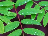 Robinienblatt mit Regentropfen